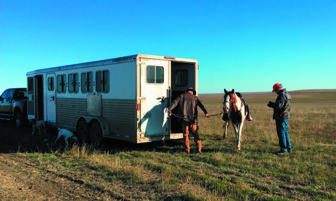 loading horses into trailer