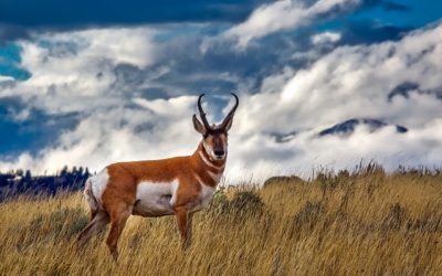 NM Biologists Begin Tracking A Pronghorn Herd At High Elevations
