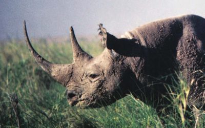 The Last Rhino