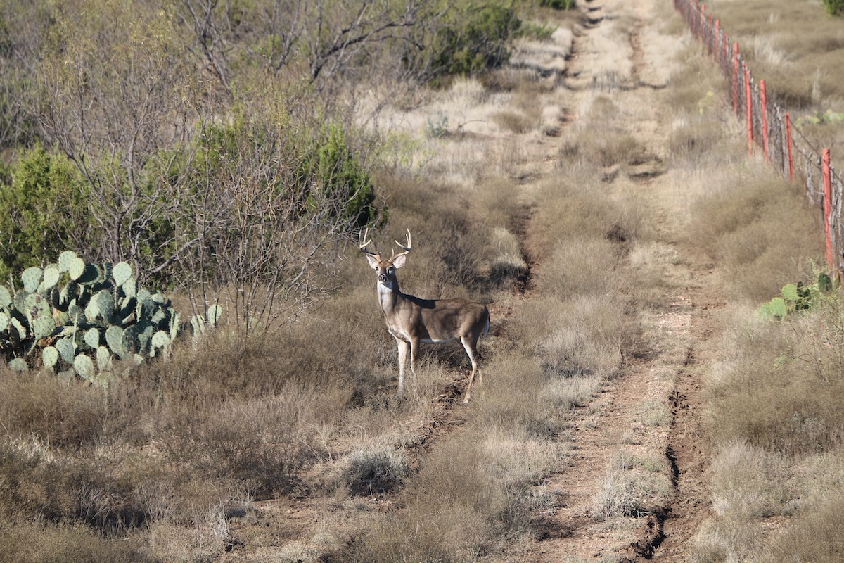 Whitetail buck in two-track