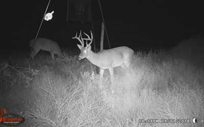 Antler Restriction Effects