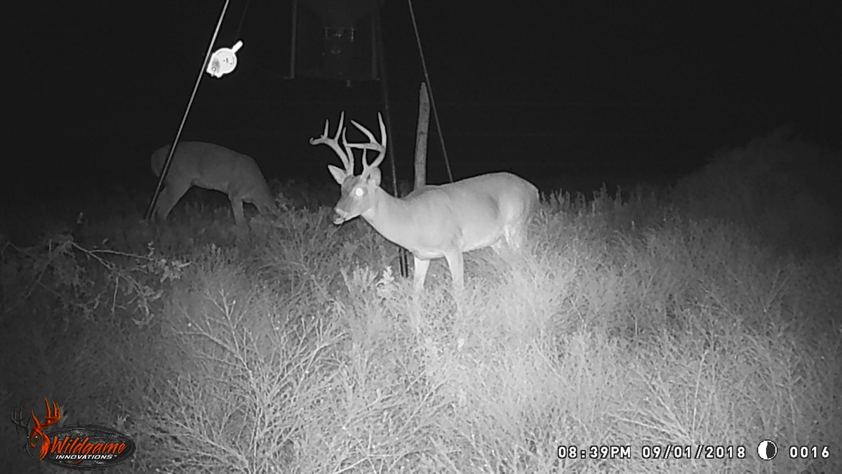 game camera photo of buck in dark