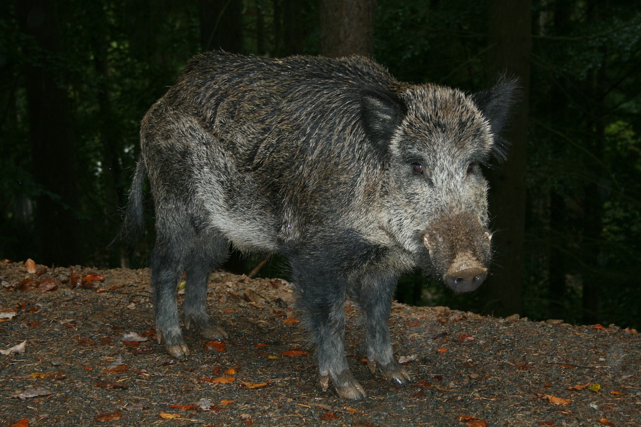 wild boar