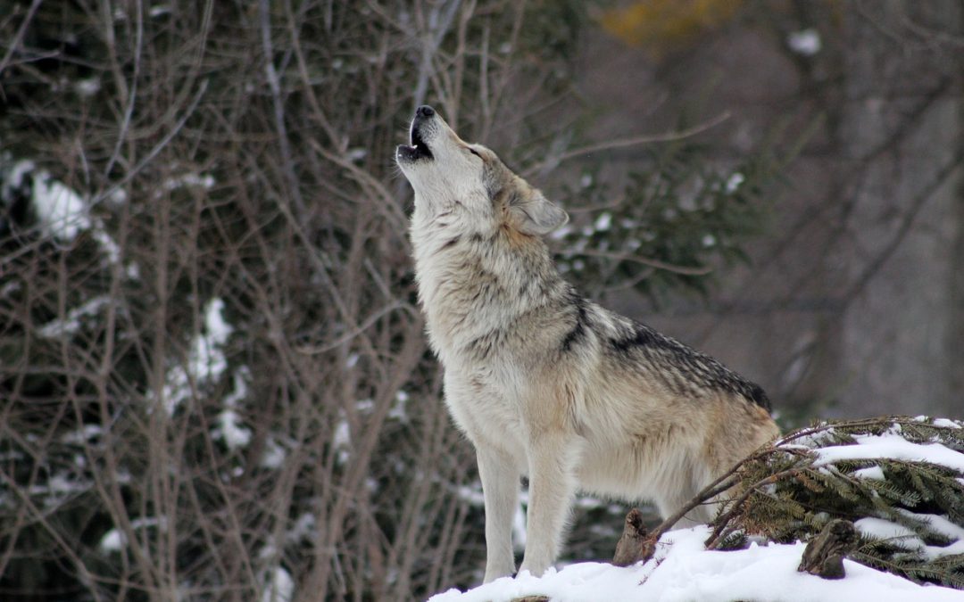 MN To Update Wolf Management Plan 