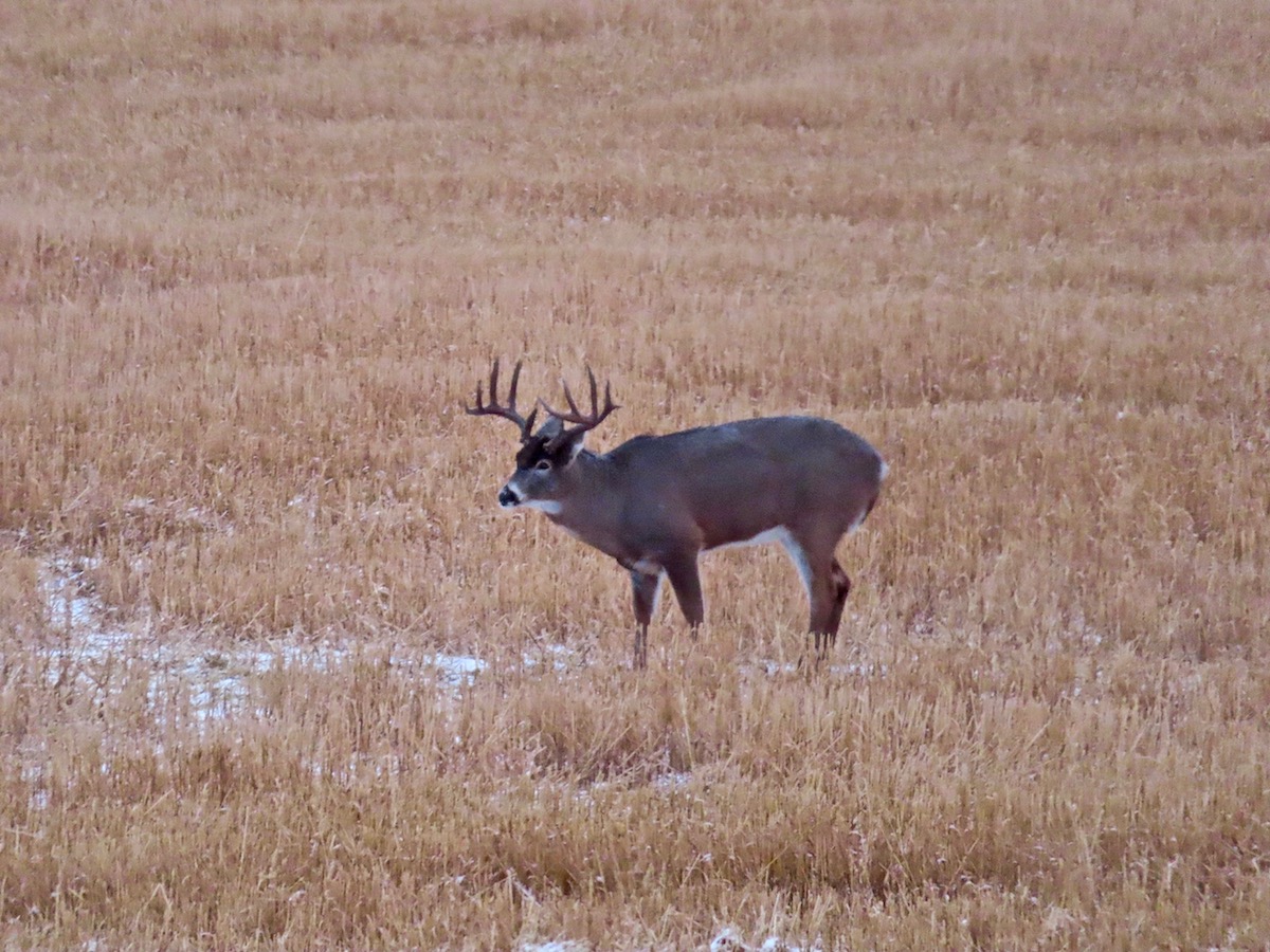 deer in field