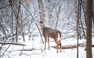 Late Antlerless Firearm Deer Hunt In Southern Alpena County, Michigan, Planned For January 2020