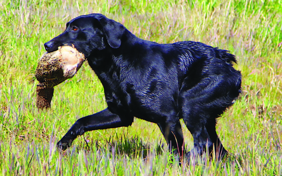 A Deformed Pup Turns Out To Be A Great Gundog