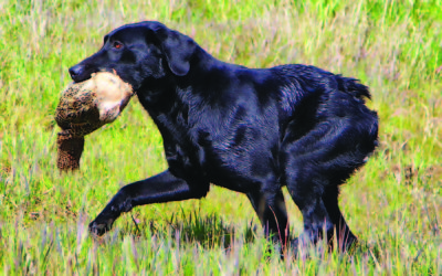 A Deformed Pup Turns Out To Be A Great Gundog