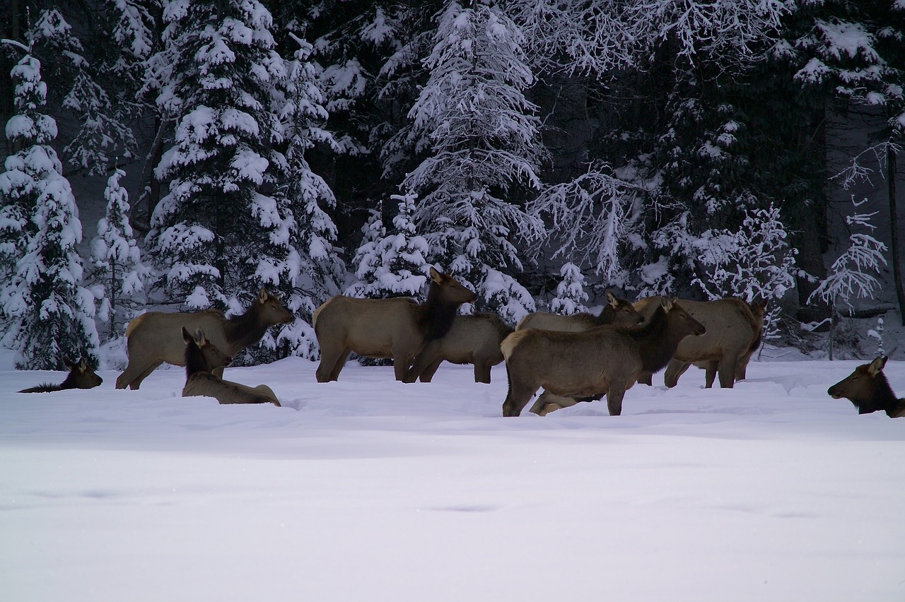 cow elk in snow