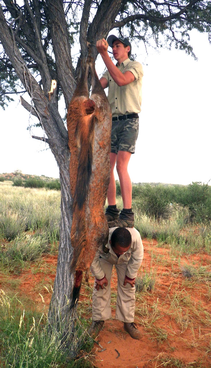 setting lion bait