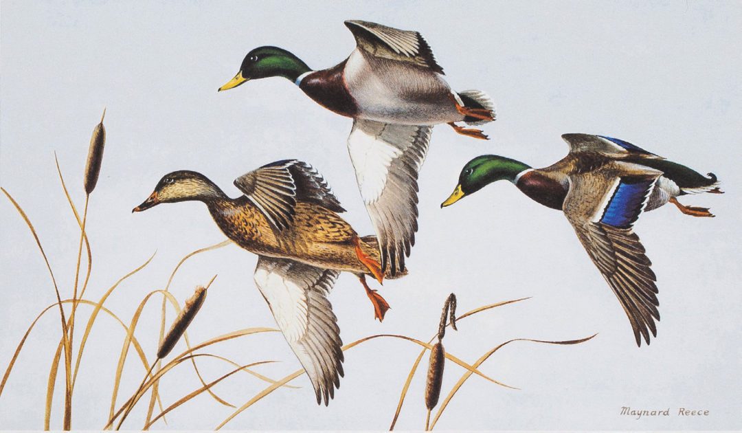 Maynard Reece’s Legacy Is Protected Habitat - Sporting Classics Daily