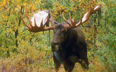 Chinchaga River Moose