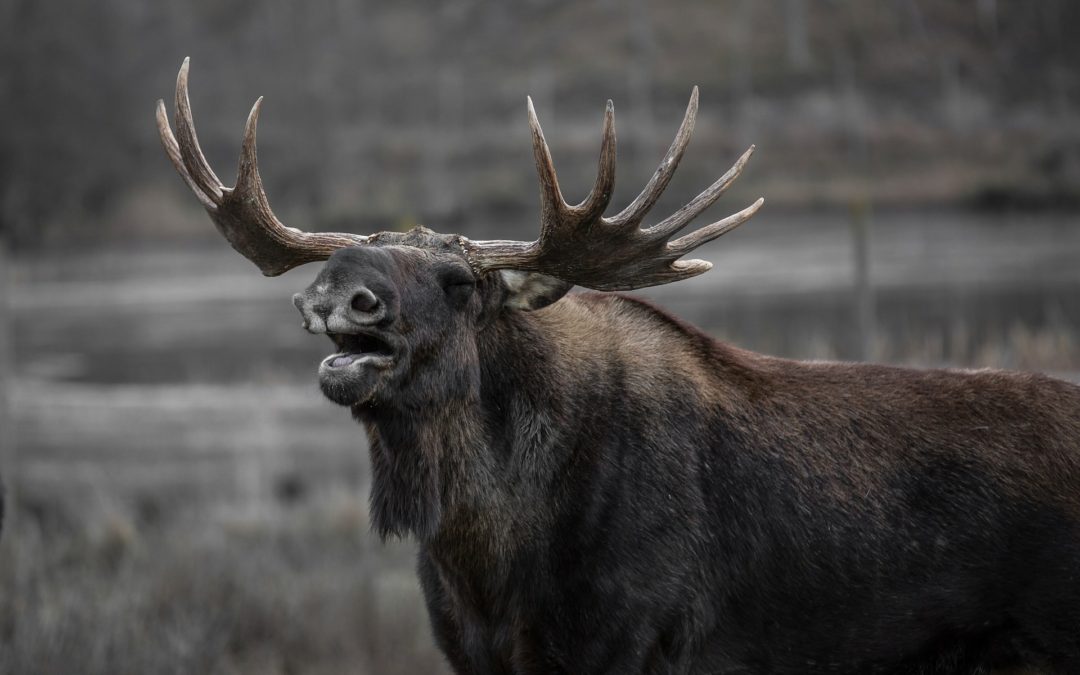 New York: New Deer and Moose Feeding Regulation