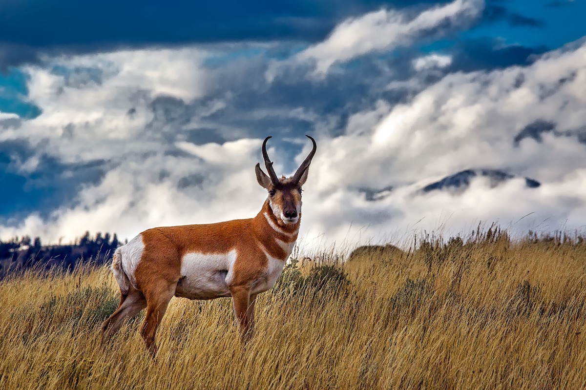 hunting pronghorns