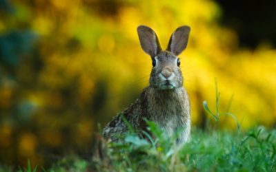 Citizens Asked To Report Rabbit Sightings