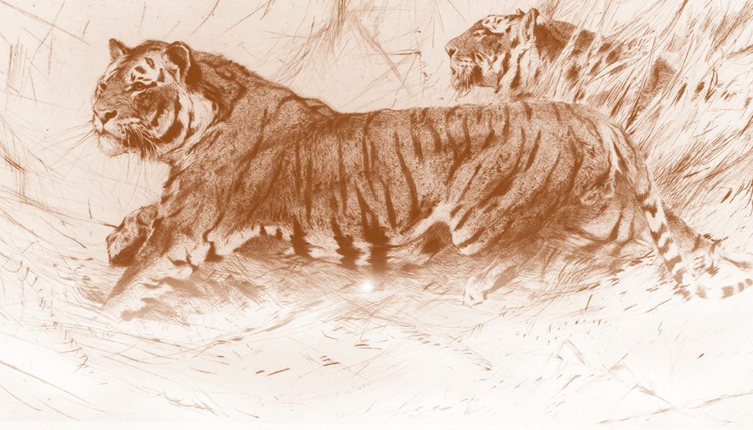 A Tiger Fight to the Death