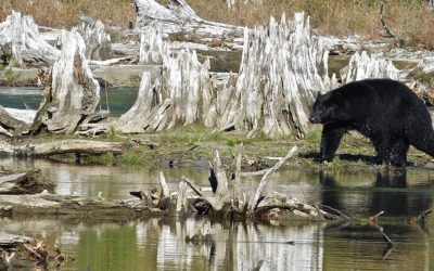 Booking A Vancouver Bear Hunt