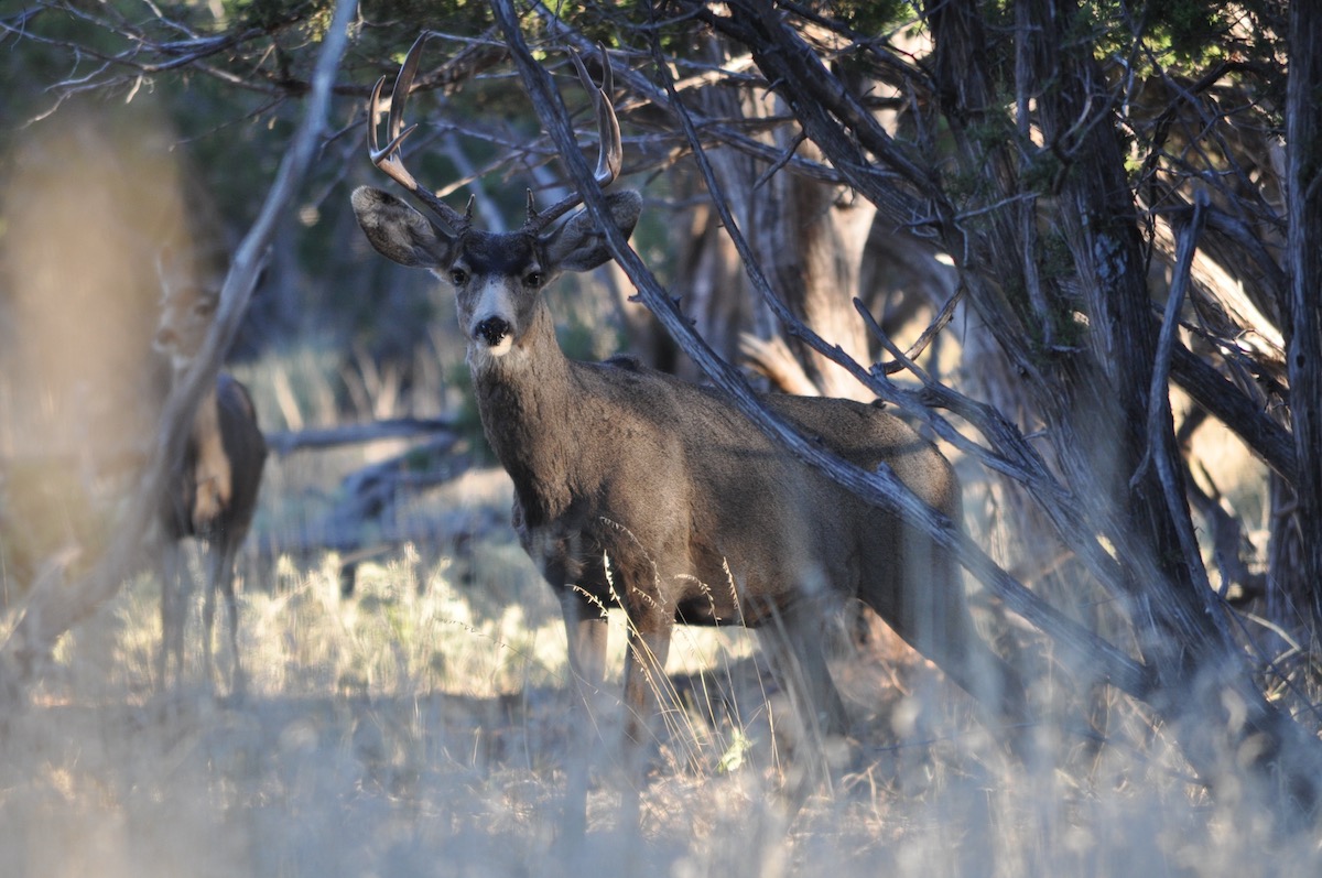 mule deer buck