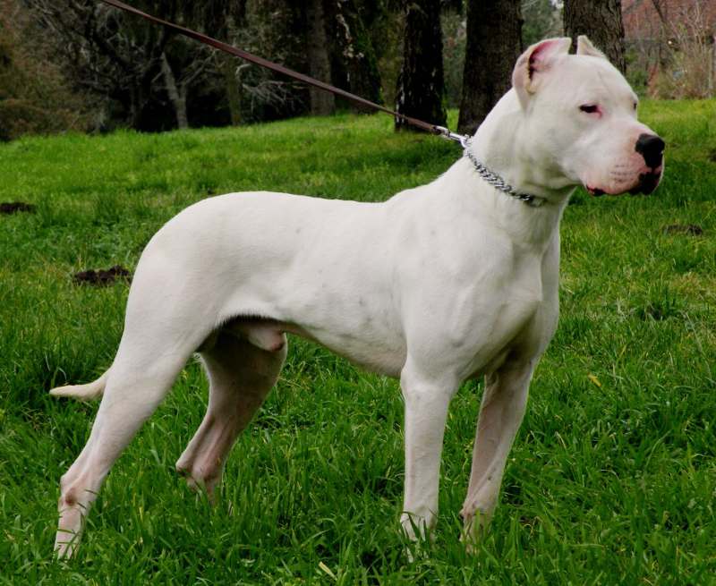 New Hunting Breeds 10 most expensive dogs