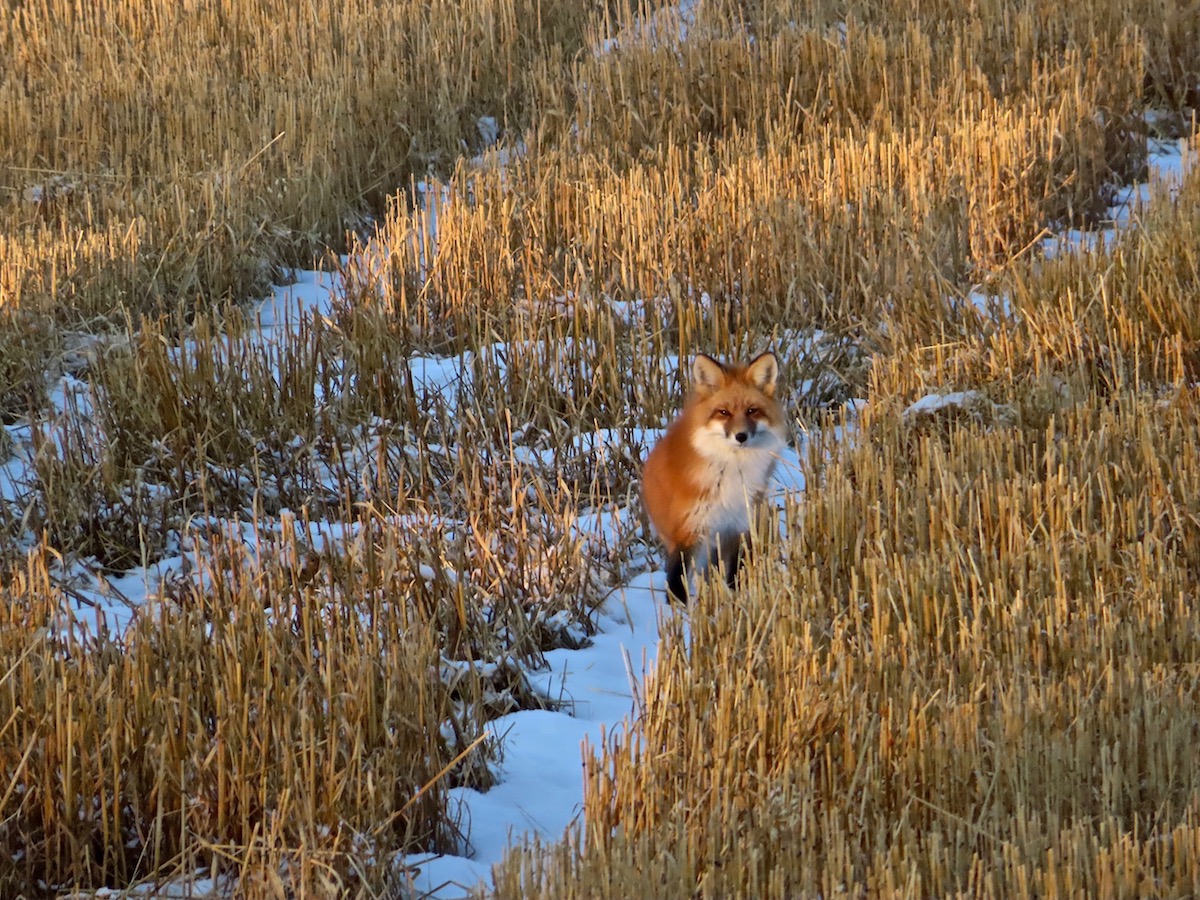 red fox in field