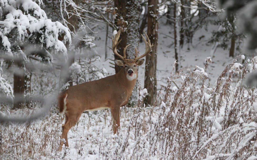 Identifying Mature Bucks With Oak Creek Whitetail Ranch