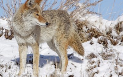 NH Coyote Tests Positive For Rabies