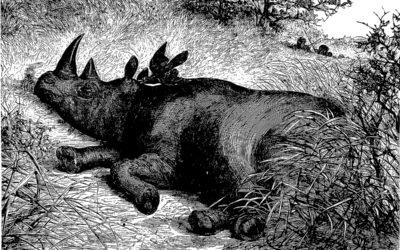 The Rhinoceros: Its Bird Guardian, And How It Is Hunted