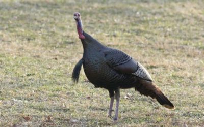 Apply Online For MO Spring Managed Turkey Hunts 