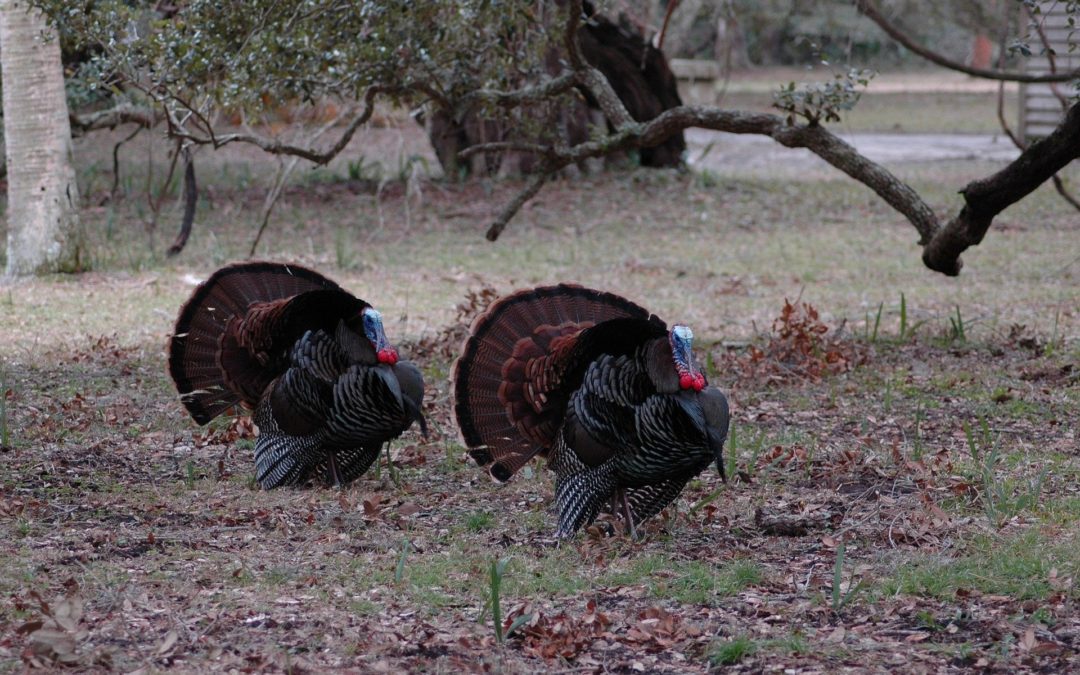 North Dakota 2020 Spring Turkey Season Set