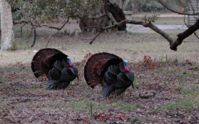 North Dakota 2020 Spring Turkey Season Set