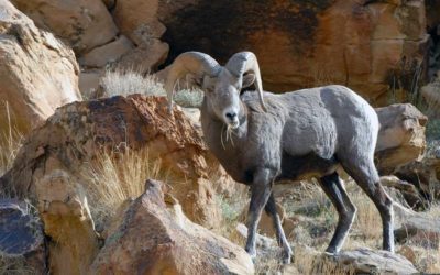 Utah Reintroduces Bighorn Sheep To Antelope Island