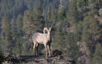 Volunteers Needed For Bighorn Sheep Survey