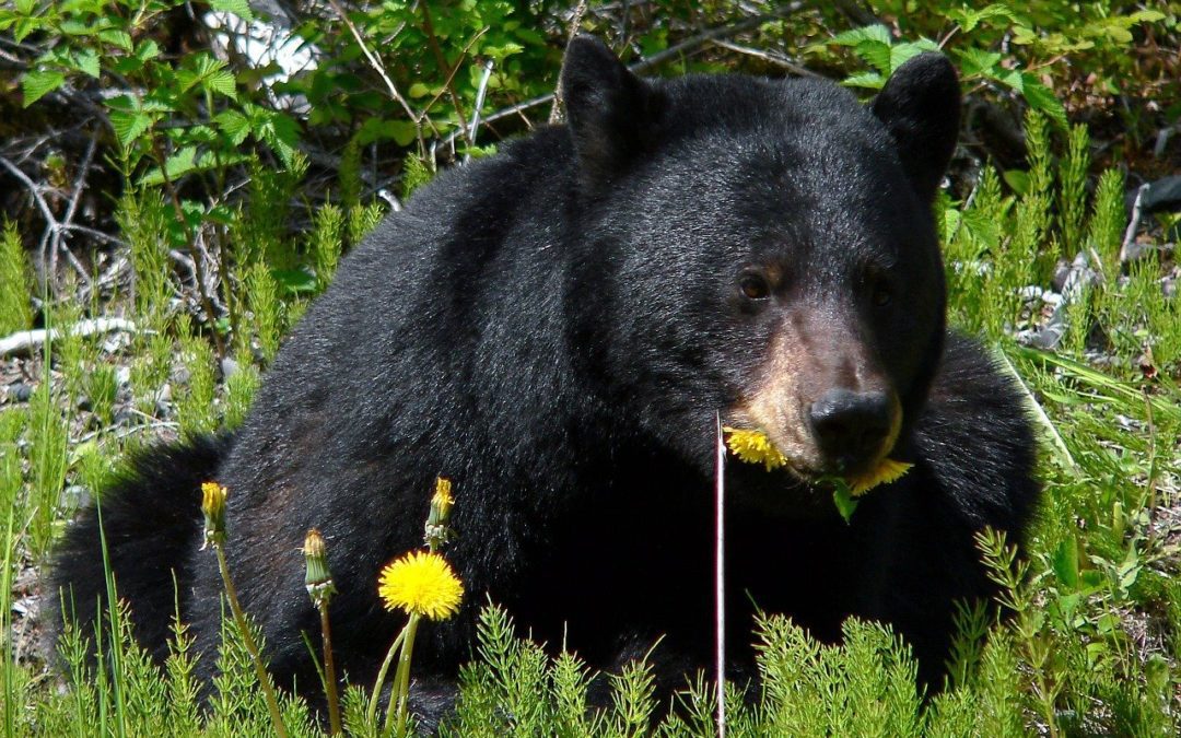 MDC Encourages Public To Be Bear Aware This Spring