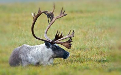 Non-typical Caribou…Or What?