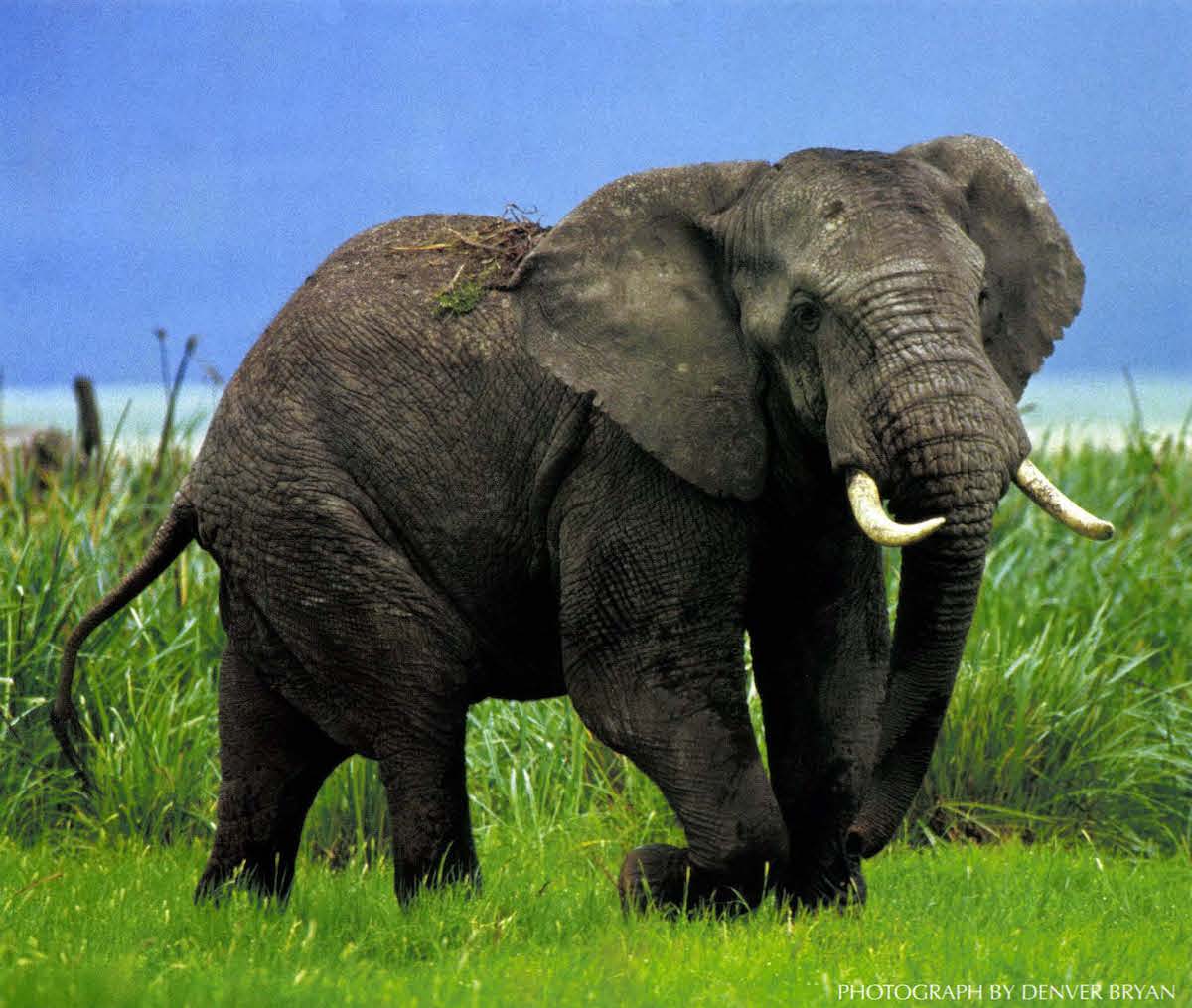 Binding An Elephant