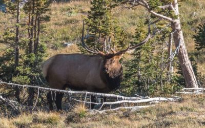 South Dakota Chance At A Hunt Of A Lifetime