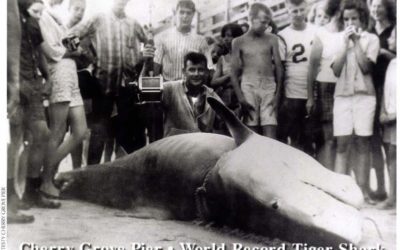 The Fish That Shook The Pier