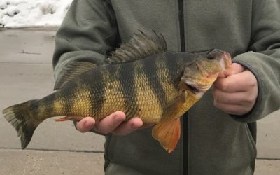 New State Record Yellow Perch