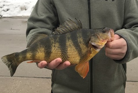 New State Record Yellow Perch