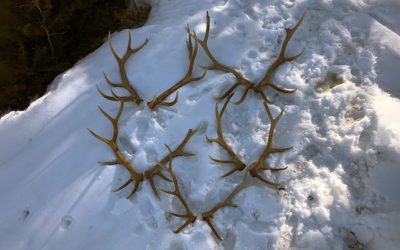 Reward Offered For Utah Elk Poacher