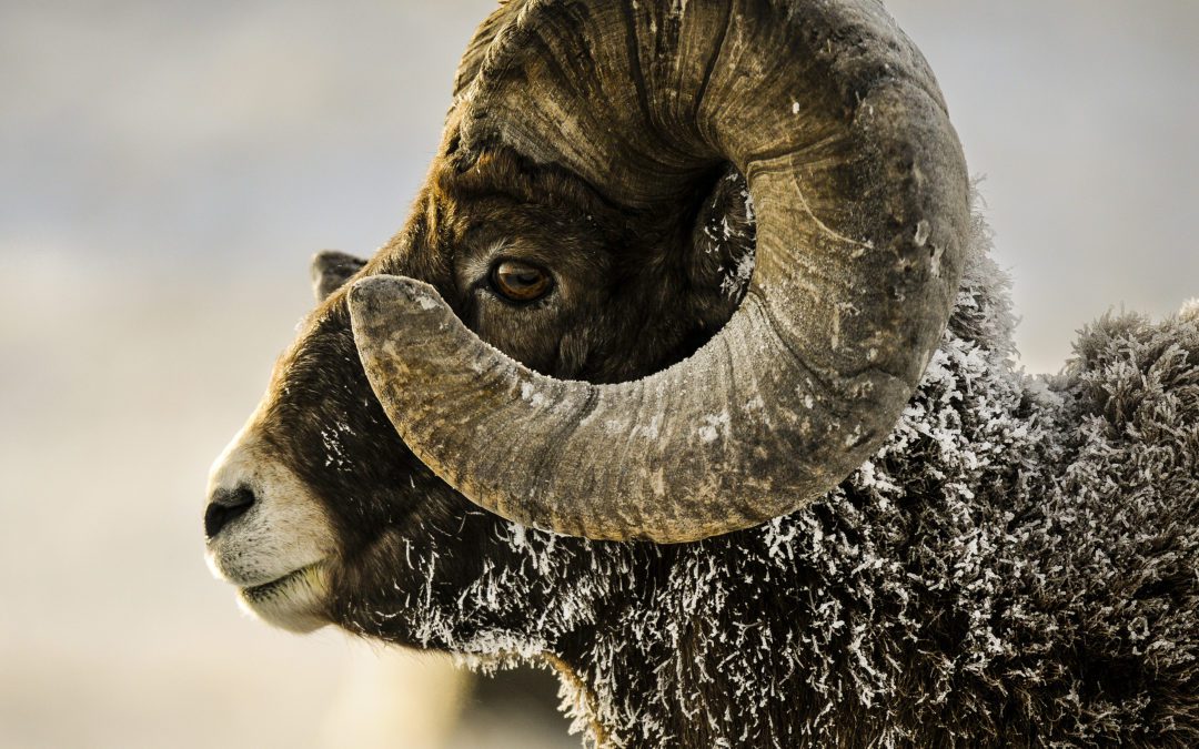 Bighorn sheep lottery applications begin April 20