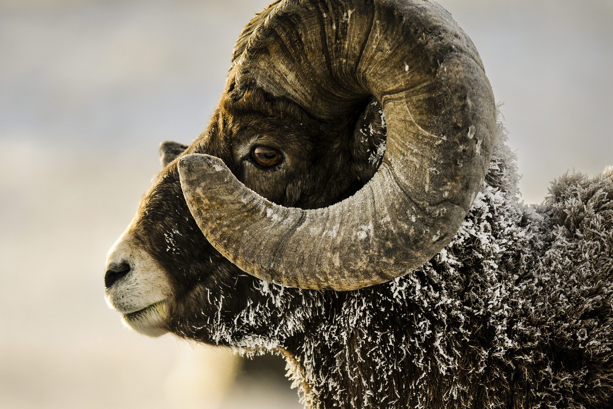 Bighorn sheep