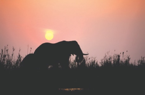 African Elephants