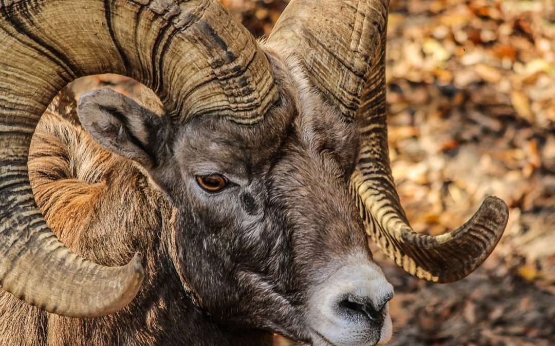 Bighorn Sheep Season Will Have Increased Opportunities