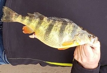 Webster County Angler Breaks Days-Old Record For Yellow Perch