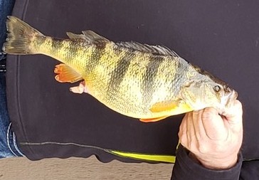 Webster County Angler Breaks Days-Old Record For Yellow Perch