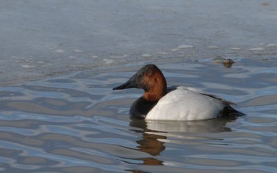 CDFW Seeks Artists to Enter Annual California Duck Stamp Art Contest