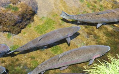 Trout Season In New York Is Right Around The Corner