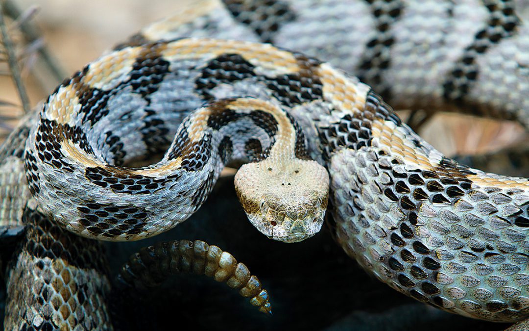 Gundogs And Snakes