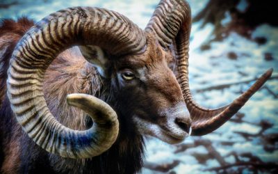 2020 Lanai Mouflon Sheep Hunting Season